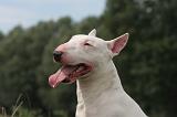 BULL TERRIER MINIATURE 107